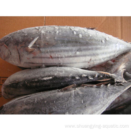 Frozen Bonito Fish Whole Round For Canned